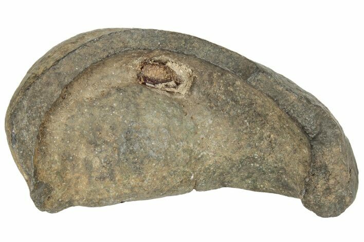 Fossil Whale Ear Bone - Miocene #177787